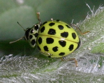 Psyllobora 22-punctata