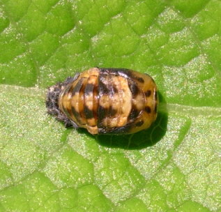 Crisalide di coccinella