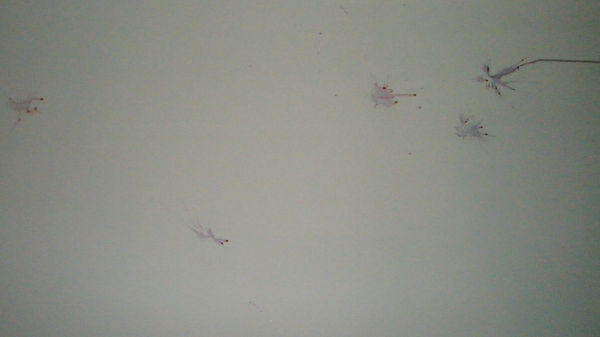 Lancement de cerises sur le mur