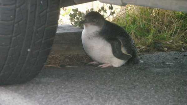 Pitit pinguin