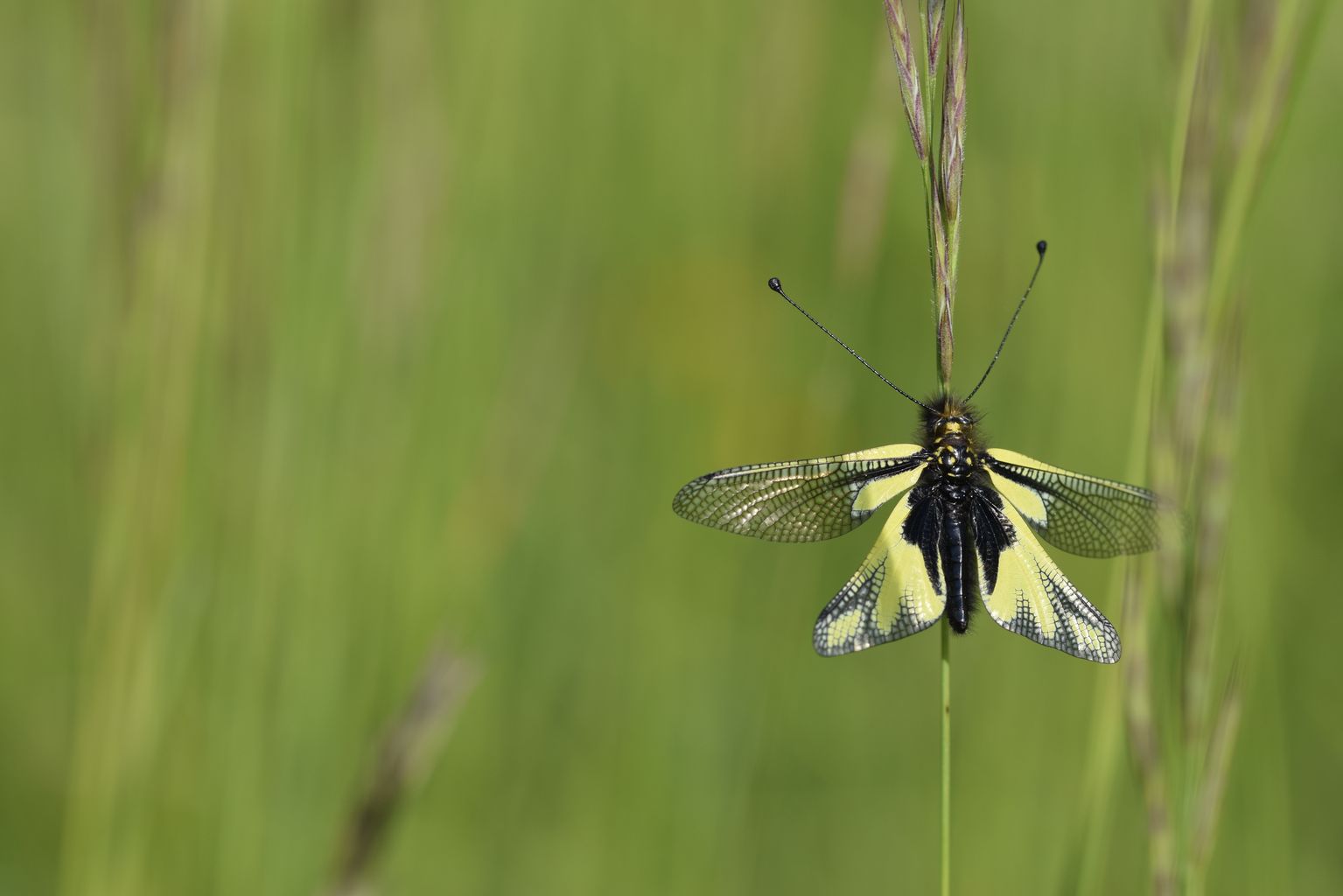 Ascalaphe femelle