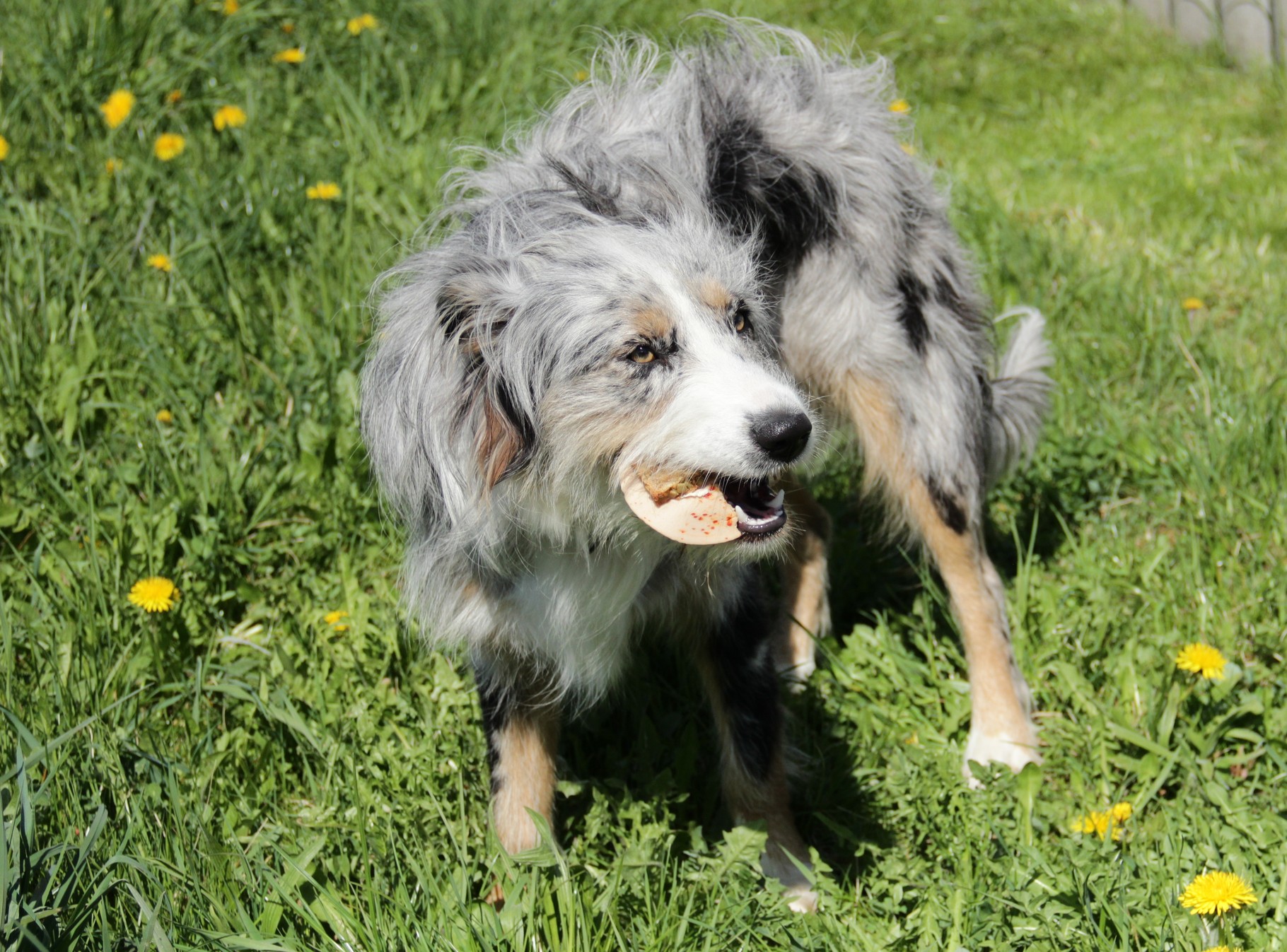 Ist Ihr Hund ein Staubsauger auf vier Pfoten?Frisst er alles was er
