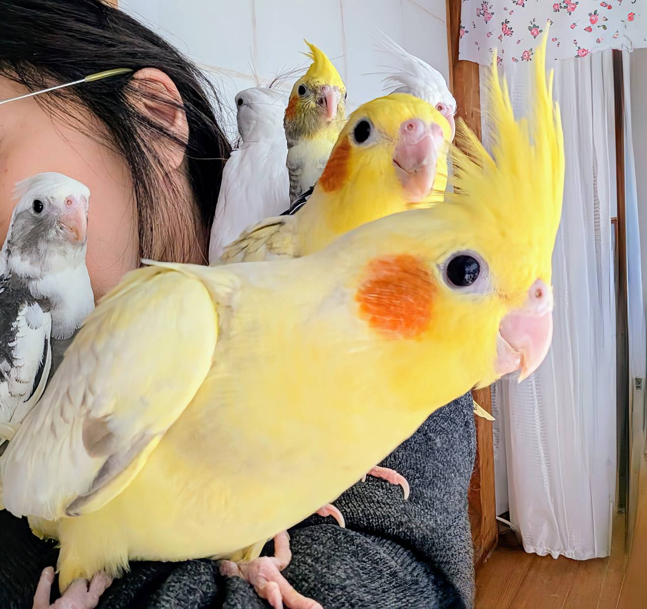 オカメインコのブリーダー - おかめCluB~全ての人に健康な雛たちを オカメインコのブリーダー - おかめCluB~全ての人に健康な雛たちを