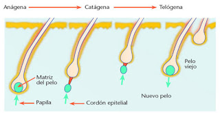 minoxidil barba cuanto tiempo