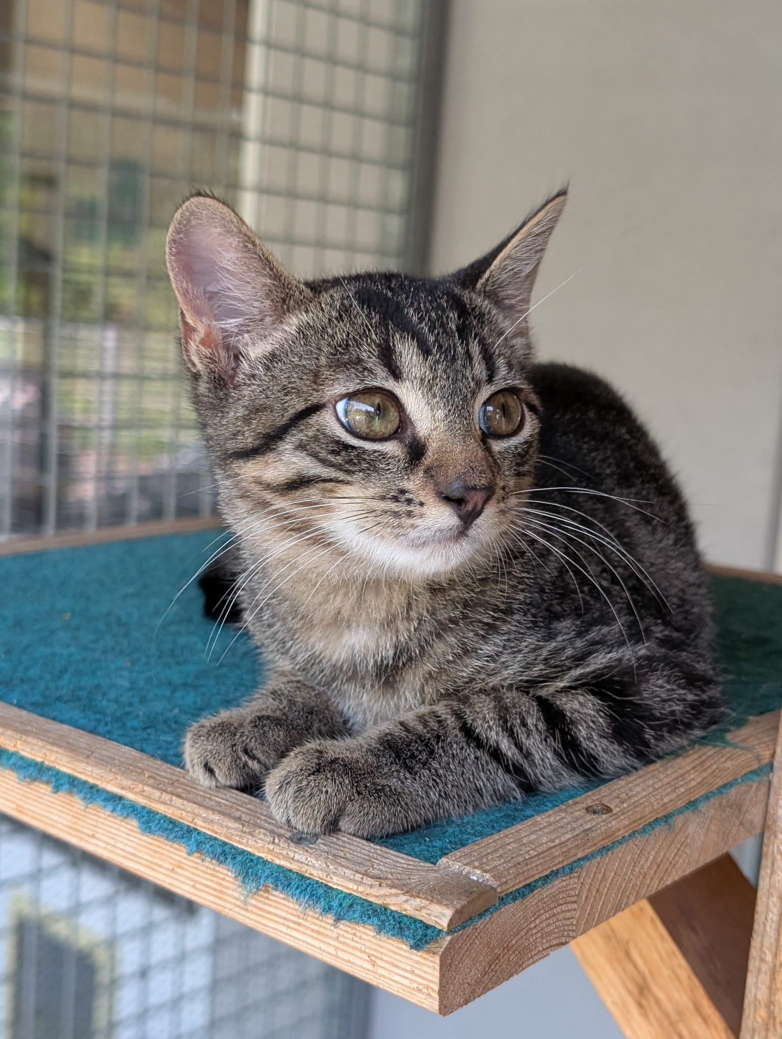 Lexy (männlich), geb. ca. 15.03.2025: Lexy ist noch etwas schüchtern, taut aber schnell auf