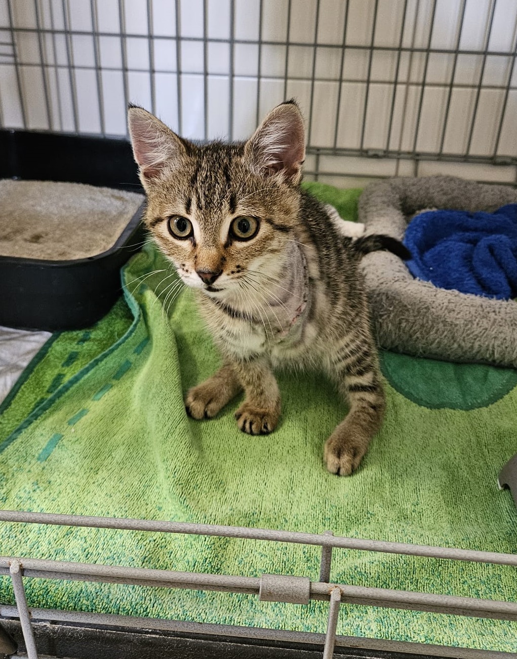 +++reserviert+++ Rexy (männlich), geb. ca. 15.03.2025: Rexy hatte einen Unfall, daher musste das linke Vorderbein amputiert werden, er kommt damit aber sehr gut zurecht und ist sehr verkuschelt