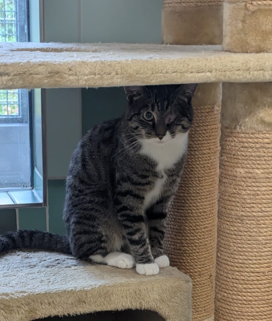 Jannis (männlich), geb. ca. 01.03.2023: sehr verschmust; das linke Auge musste aufgrund einer Verletzung entfernt werden, er kommt aber gut damit zurecht.