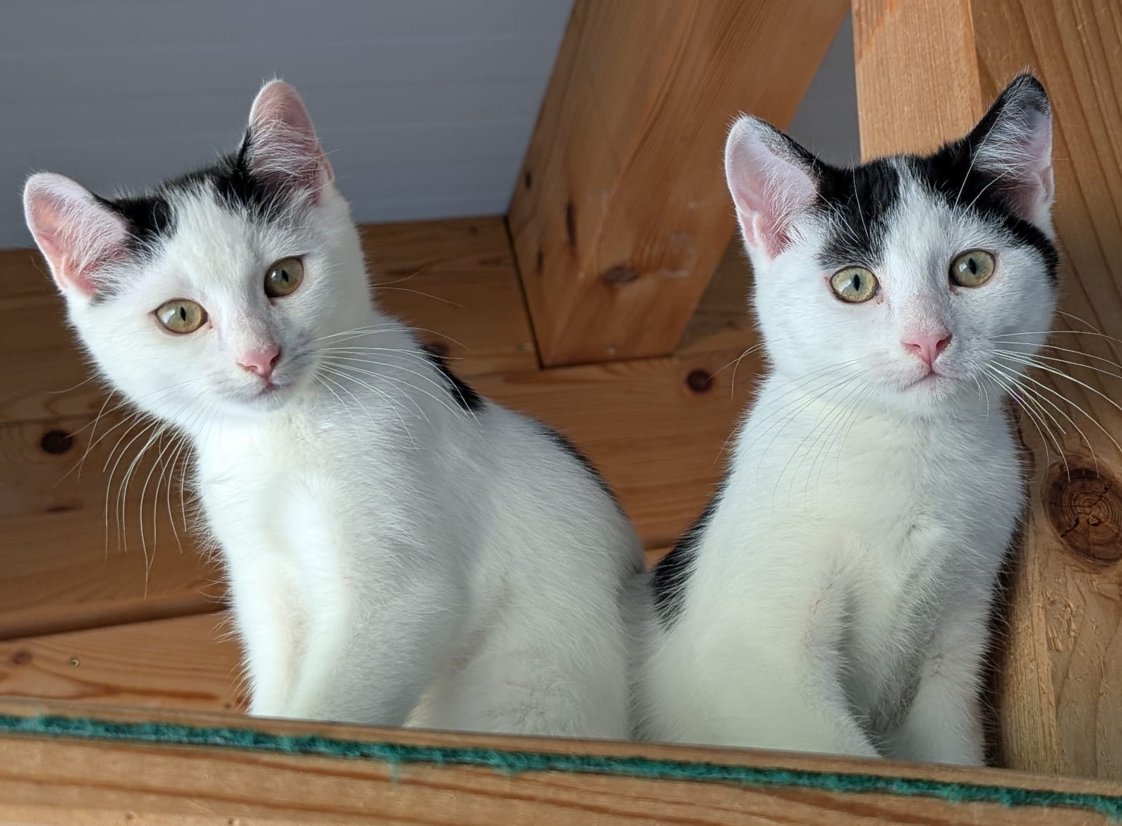 Max (männlich) und Moritz (männlich), geb. ca. 01.03.2025: noch etwas schüchtern, suchen zusammen ein Zuhause