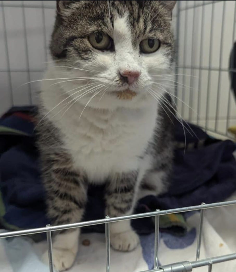 Heidrun (weiblich), geb. ca. 01.10.2015: sehr verschmust