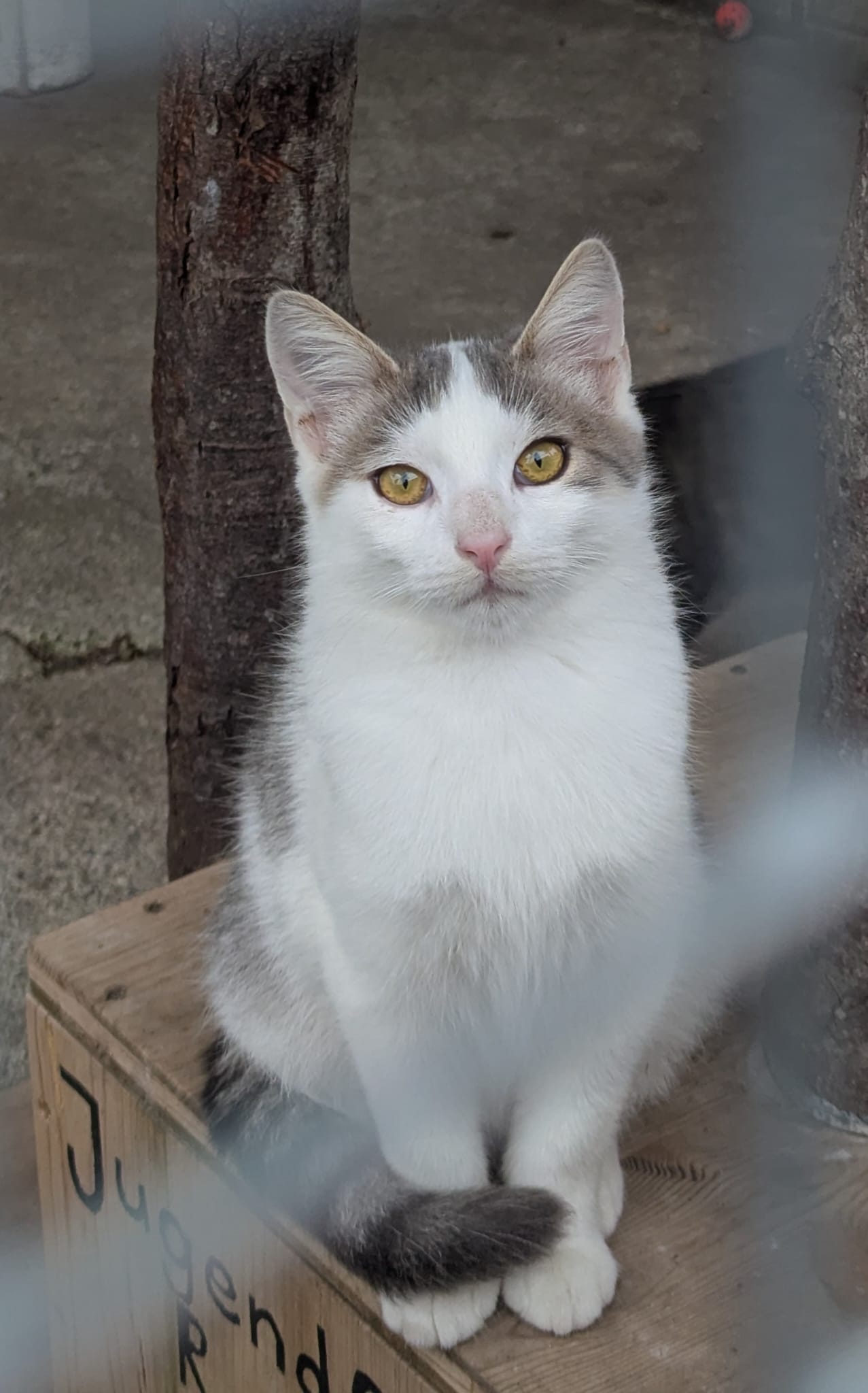 +++reserviert+++ Bartholomäus (männlich), geb. ca. 15.04.2025: noch etwas schüchtern, taut aber schnell auf