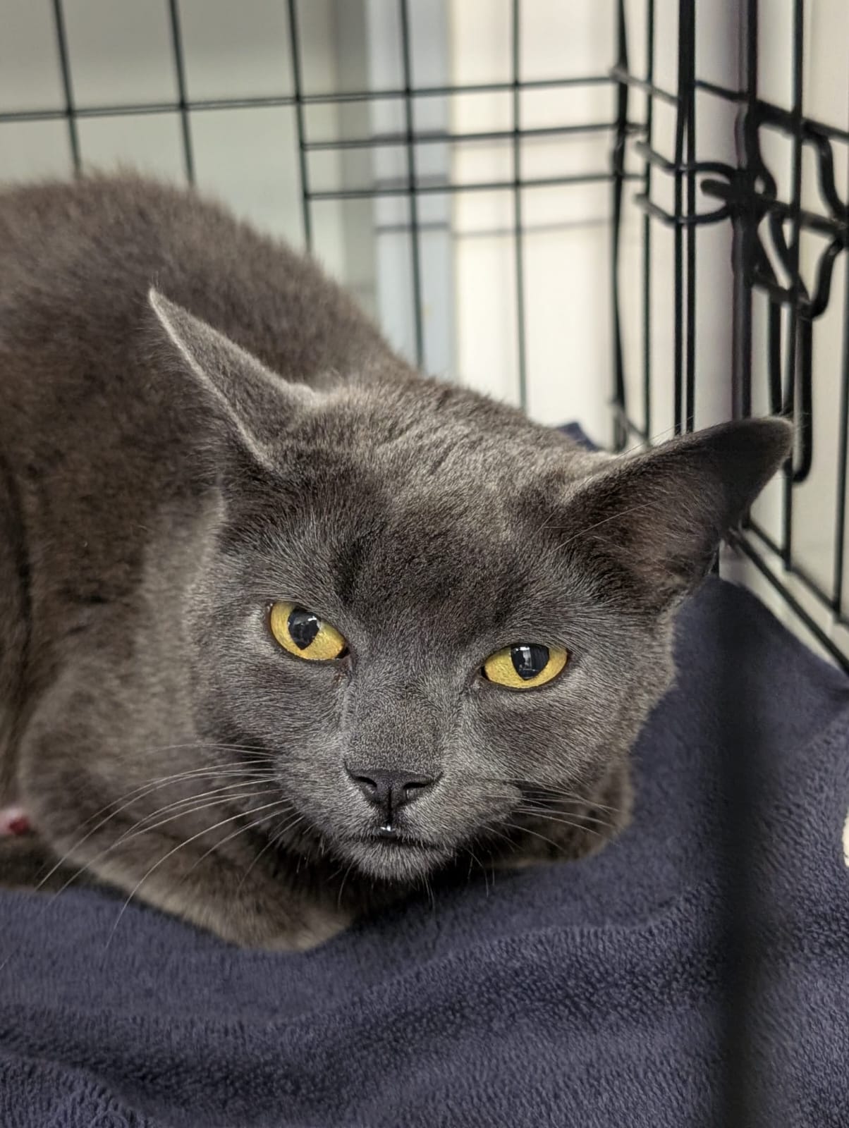 Bahati (weiblich), geb. ca. 01.07.2020: sehr verschmust. Bahati hatte eine Schwanzverletzung, die aber mittlerweile gut verheilt ist.