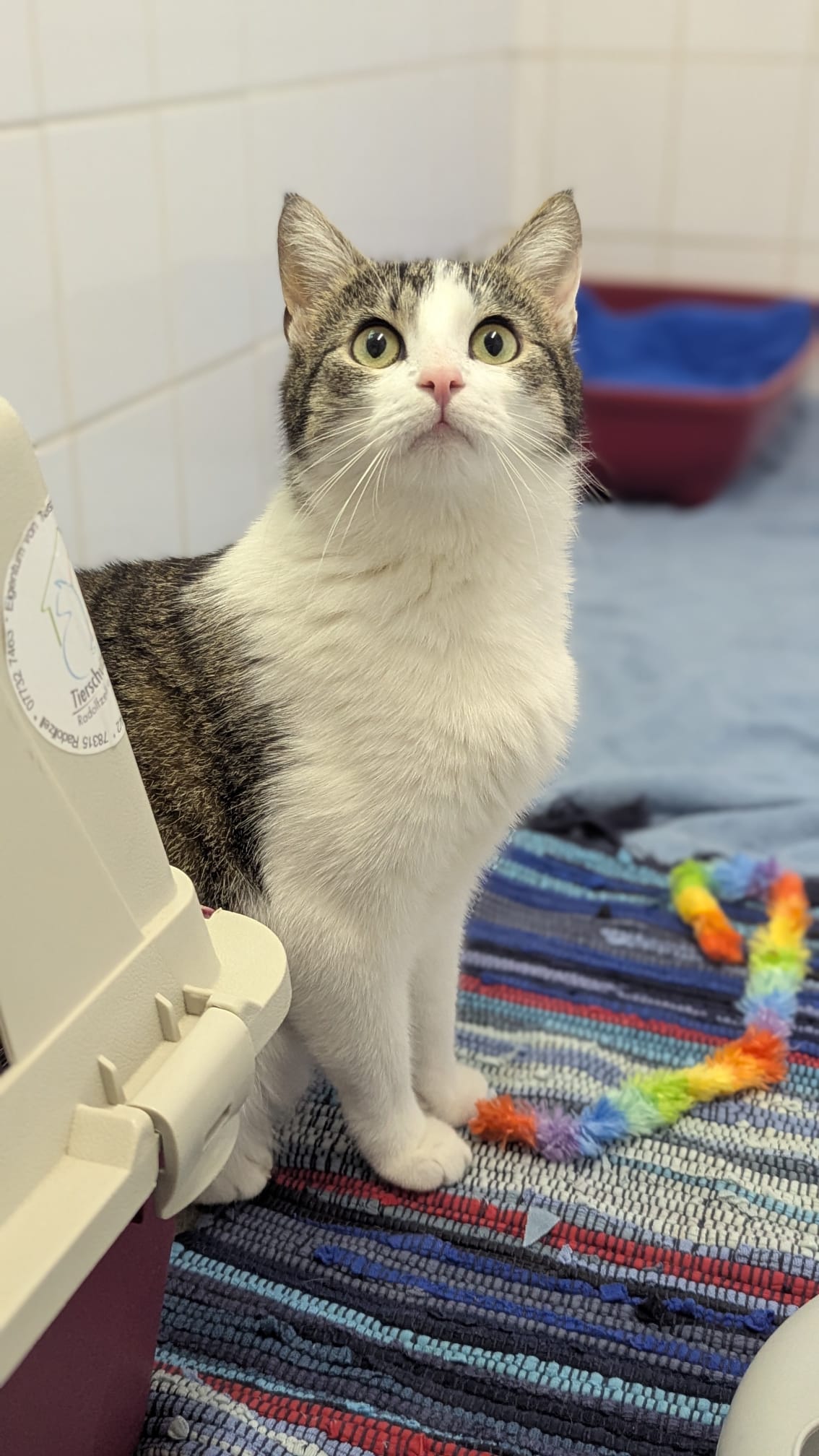 Frieda (weiblich), geb. ca. 01.11.2022: sehr zutraulich, zeigt aber auch deutlich, wenn sie etwas nicht mag. Frieda sucht ein ruhiges Zuhause mit Freigang ohne Kinder und ohne andere Tiere.