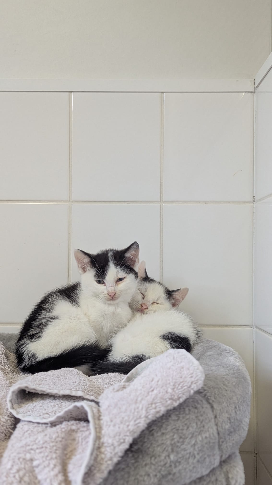 Max (männlich) und Moritz (männlich), geb. ca. 01.03.2025: noch etwas schüchtern, suchen zusammen ein Zuhause