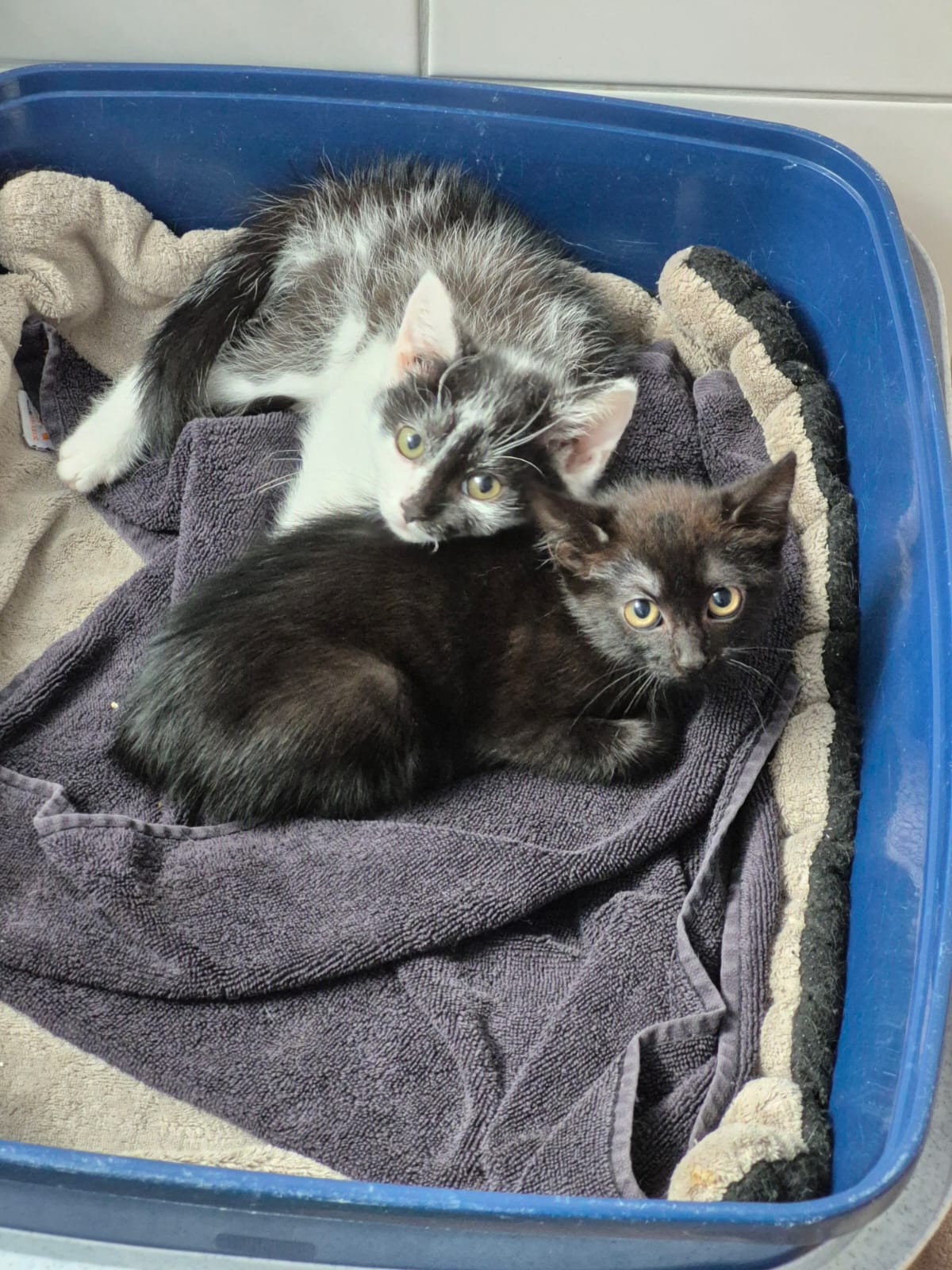 Bonnie (weiblich), geb. ca. 15.05.2025 & Sprite (männlich), geb. ca. 06.05.2025 - beide sind noch etwas schüchtern