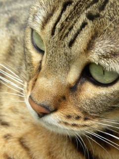 Kater Sid