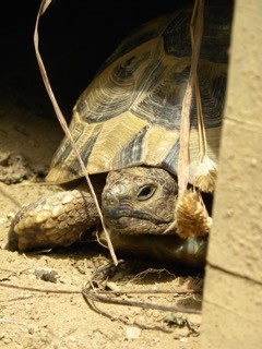 Schildkröte Schlurpf