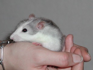 Ratte Mercedes