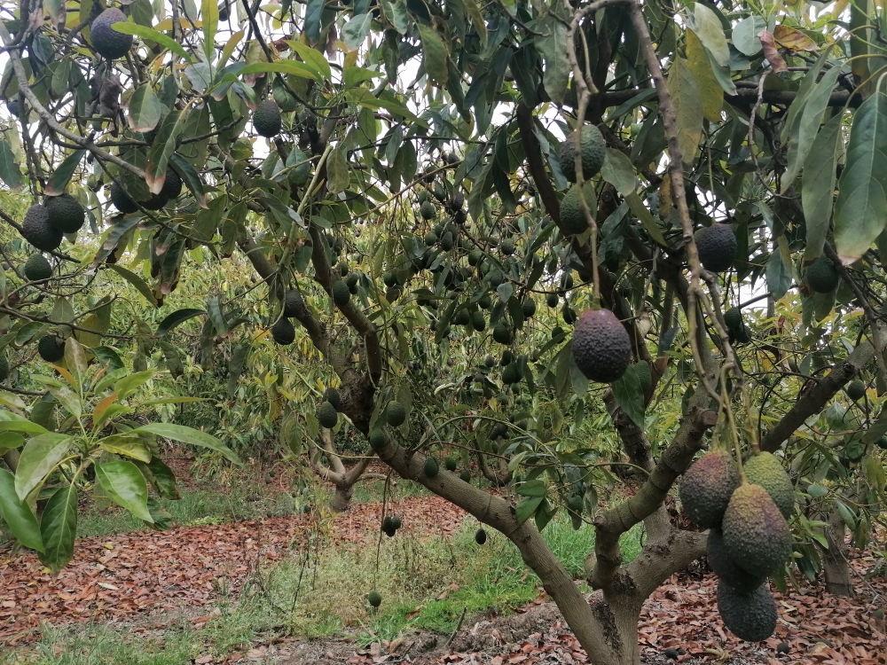 Avocado Farm