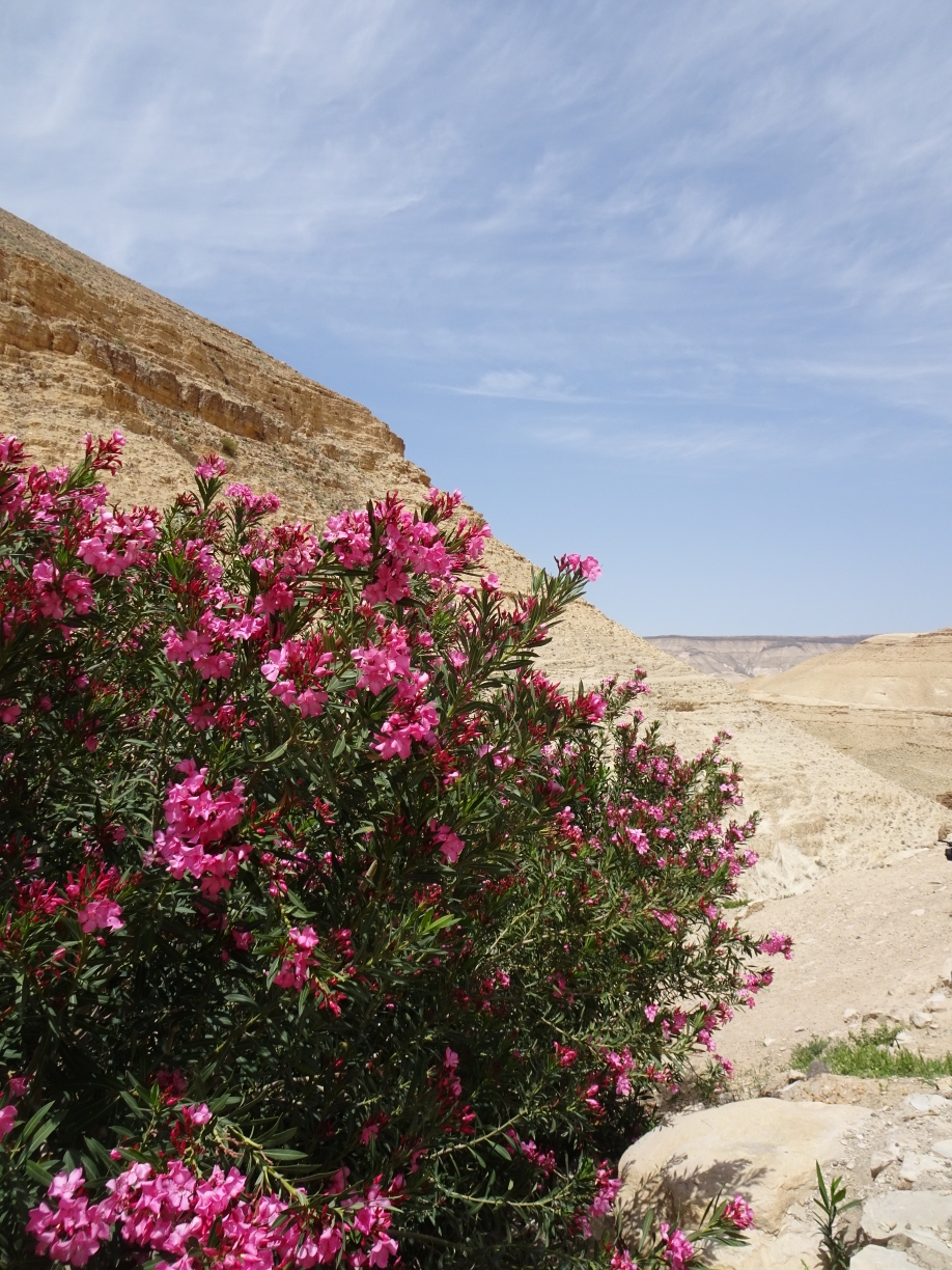 Blühender Oleander 