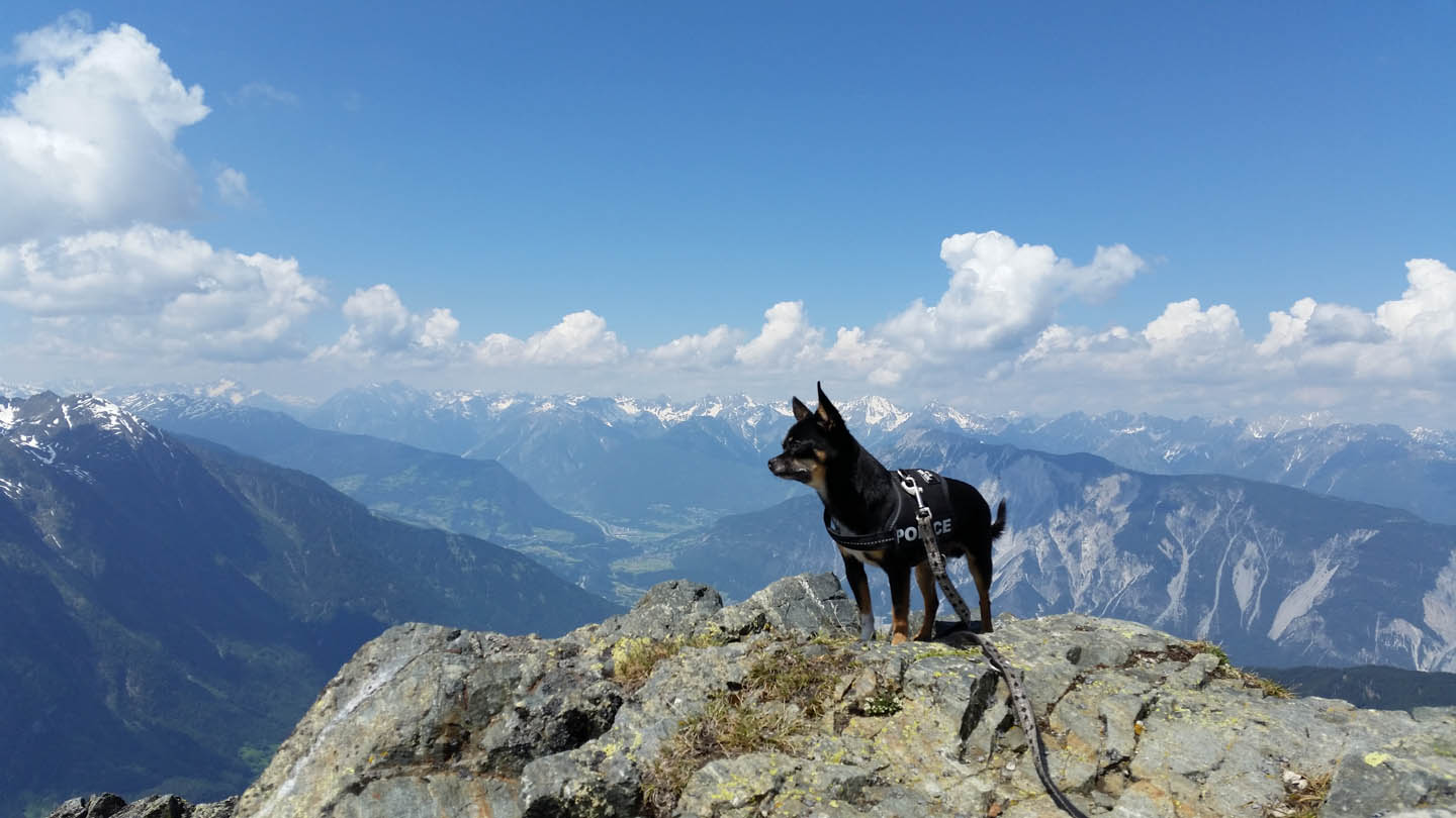 Wandern mit kleinen Hunden wetterfester Chihuahua Diego Wandern mit Hund