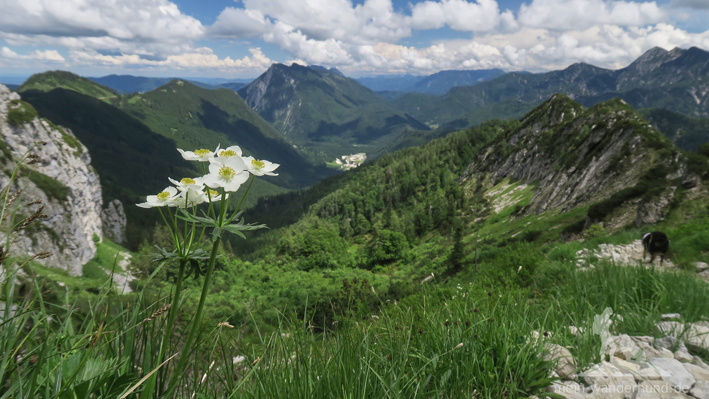 ... Weitblicke in die Chiemgauer Alpen eingeschlossen ...