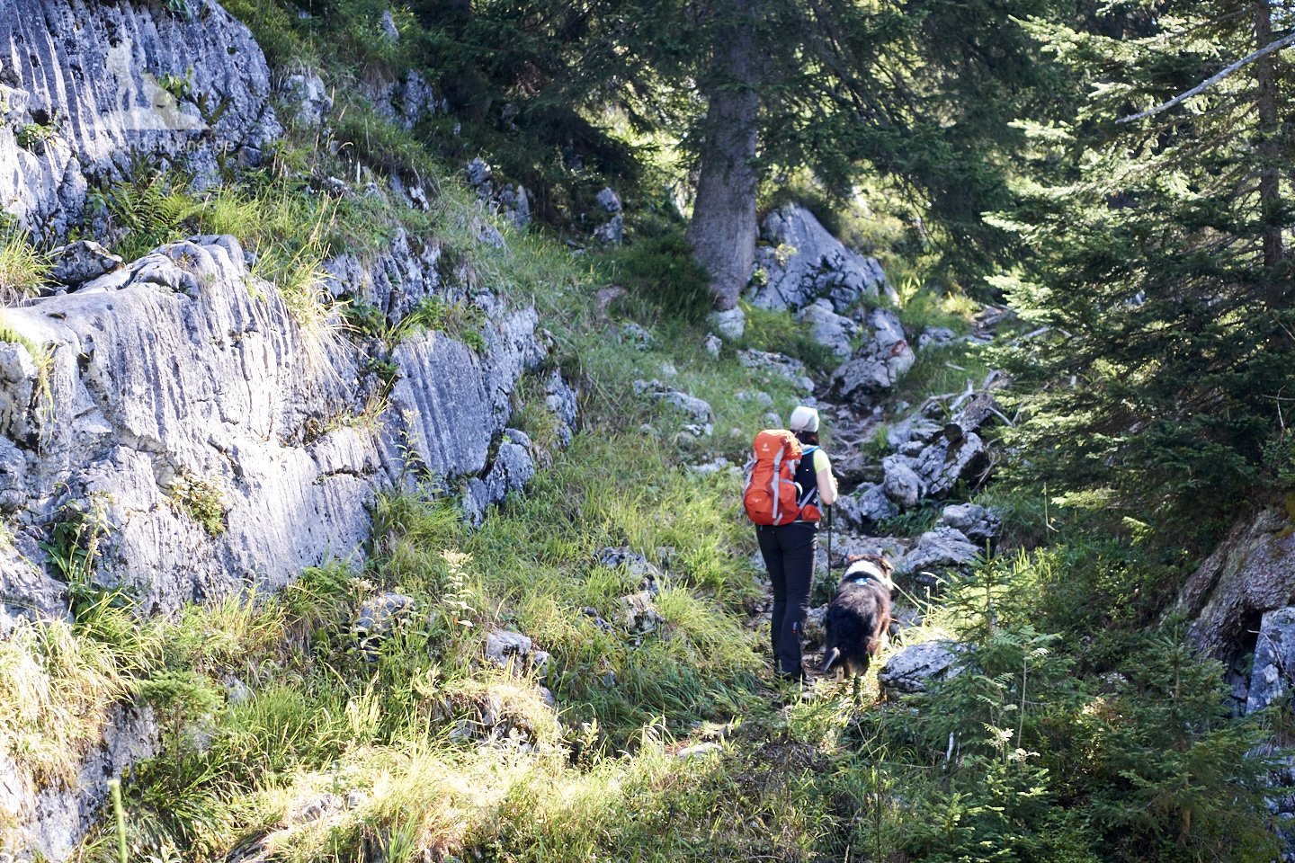 Wandern mit Hund Seehorn: Los gehts über einen wildwüchsigen Pfad ...