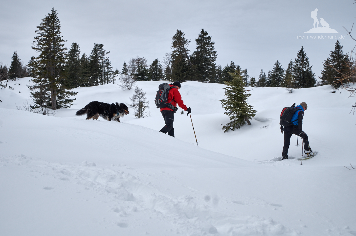 Macht Spaß: Schneeschuhwandern mit Hund