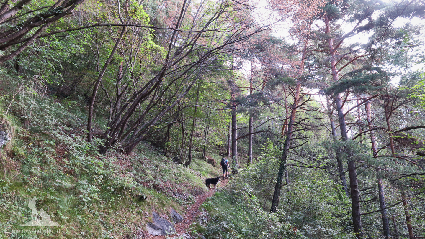 Vom Campingplatz bei Ventone startet die Hundewanderung direkt im Wald.