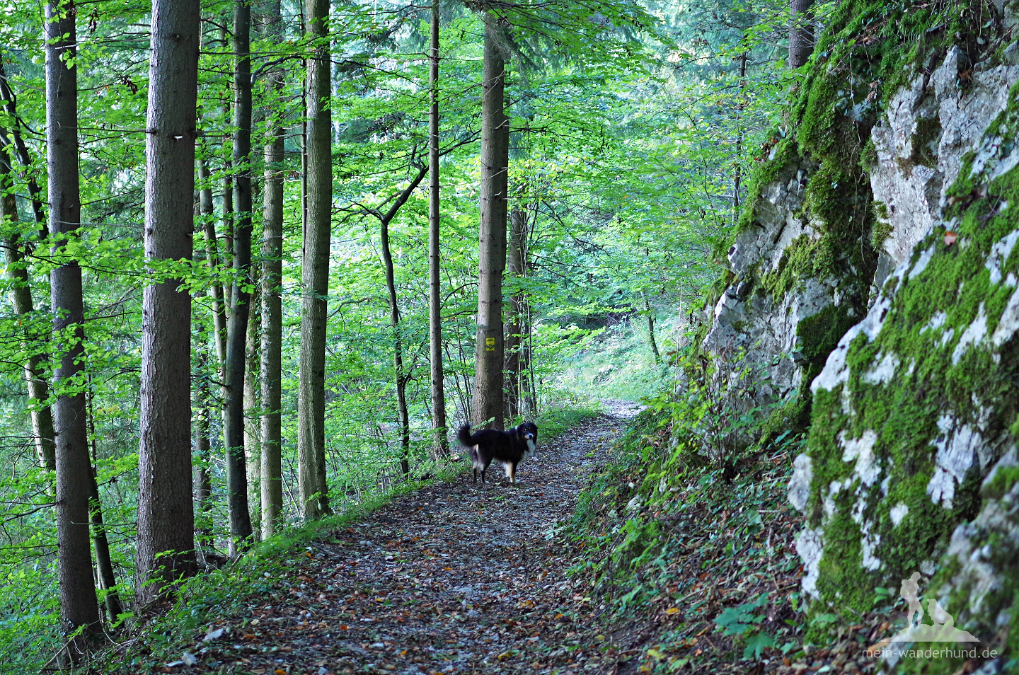Idyllisch beginnt die Wanderung durch den Wald bei Freiweidach.
