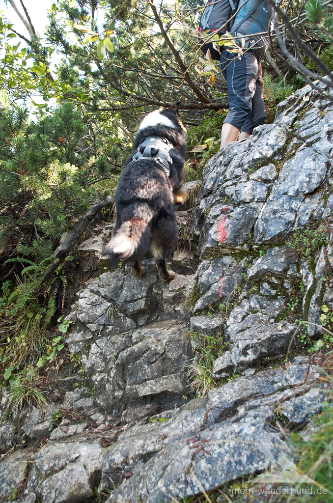 Kulturgespickte Wanderung mit Hund auf den Rauschberg im Chiemgau