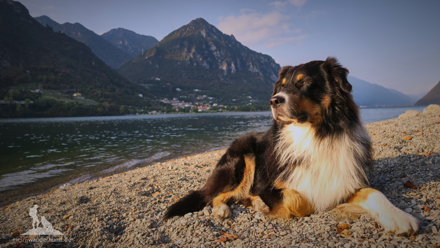 HundeWanderung vom Mattsee auf den Buchberg Wandern mit Hund