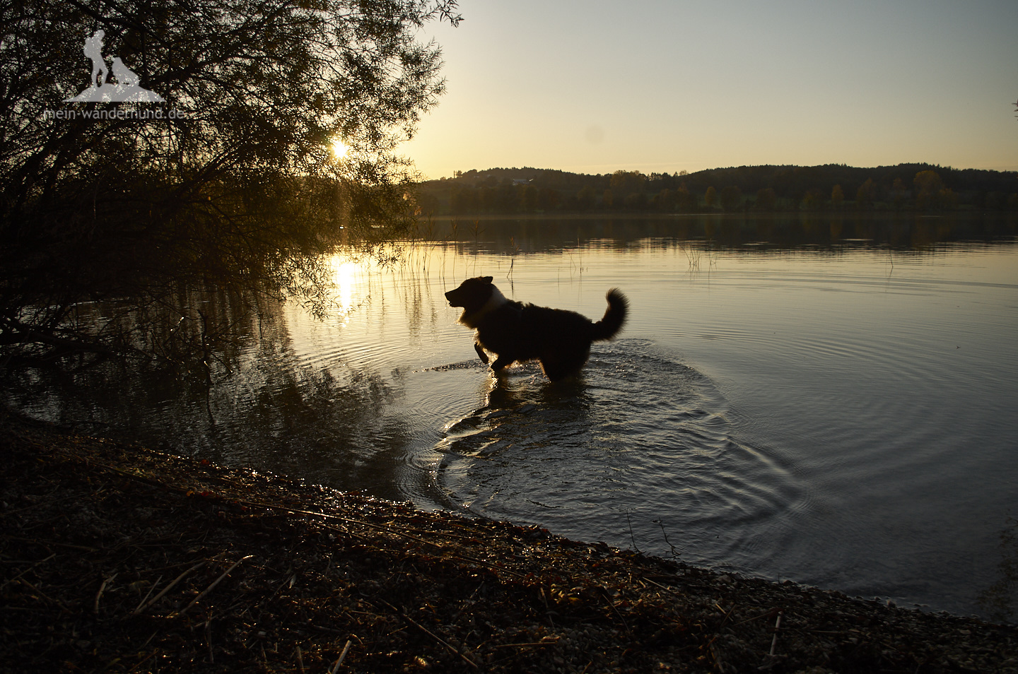 Wanderung mit Hund am Tachinger See im Chiemgau: Sonnenuntergang am See.