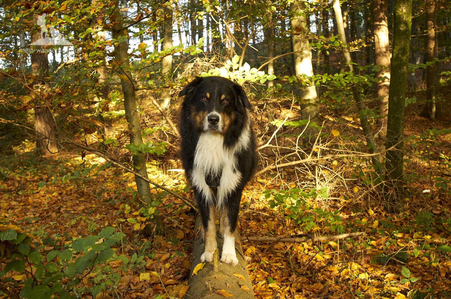 Wanderung mit Hund am Tachinger See im Chiemgau.