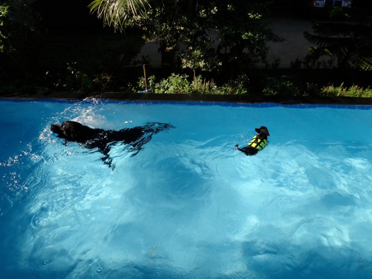 Isidor Nuno mit Labrador Myron beim Schwimmen in Thailand