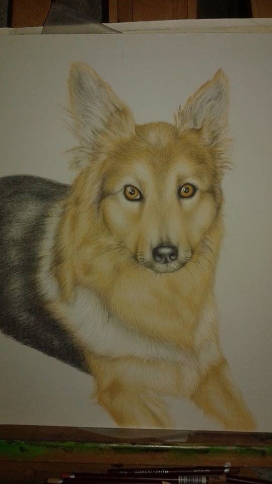 Bonny, Pastell 30x40 cm, Harzer Fuchs von Mike Fohrenkamm