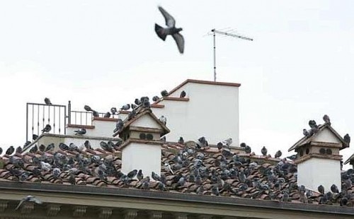 Come allontanare i piccioni dal tetto: scacciare i ...