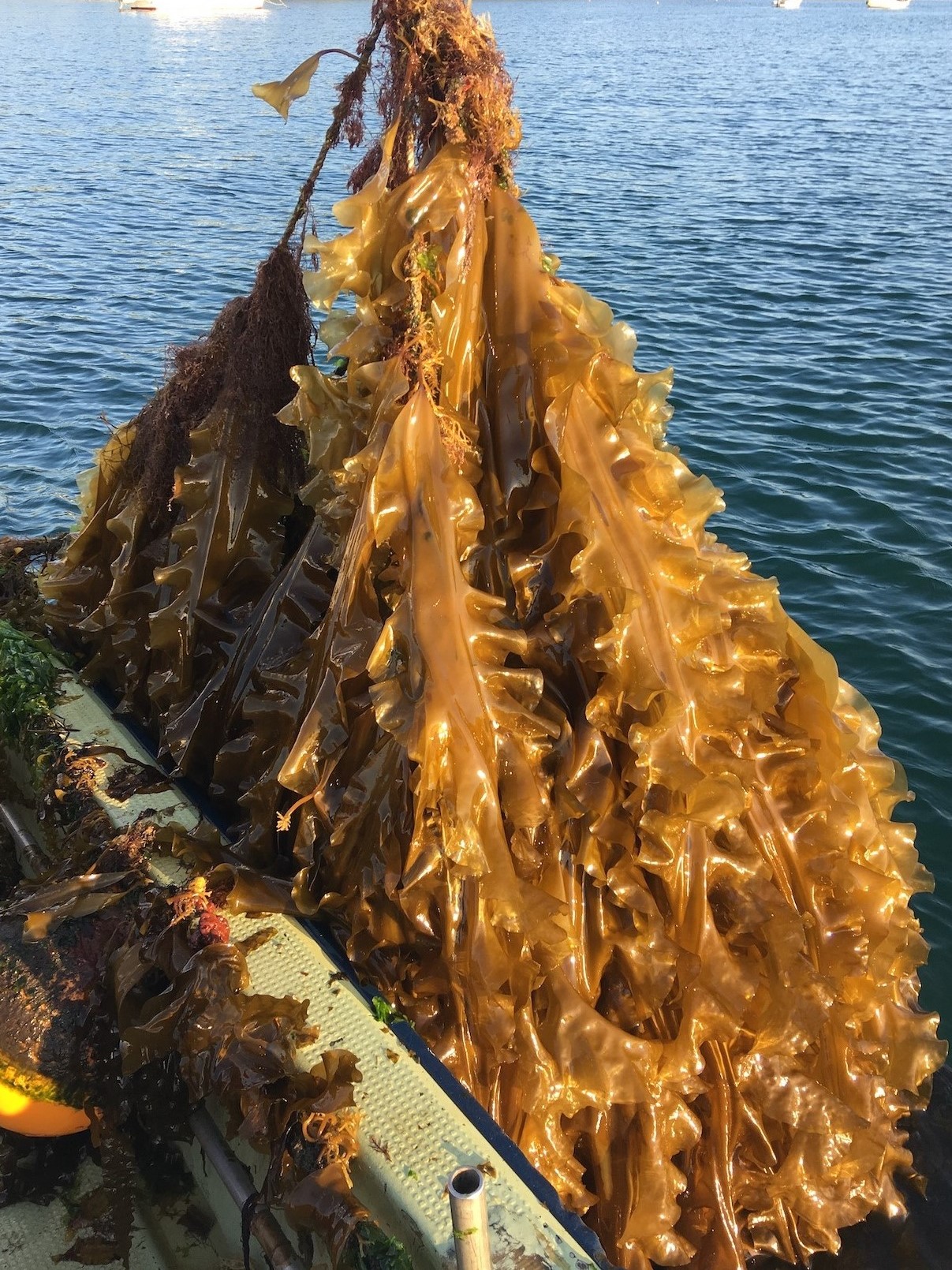 養殖アワビ 昆布に覆われる 海藻の成長力ってすごい 南三陸町からアワビ ワカメを漁師直送