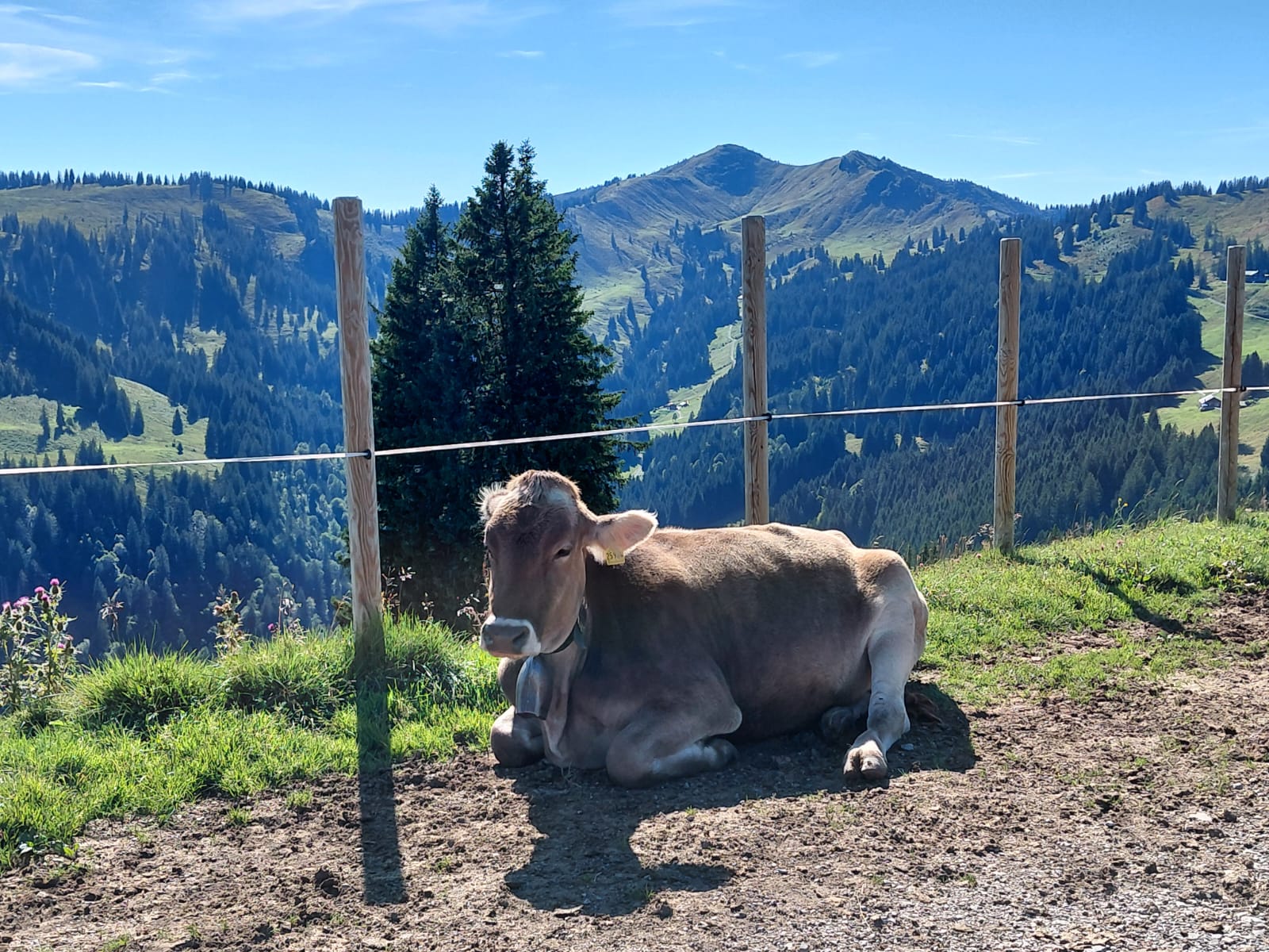 Blick zum Riedberger Horn