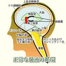 頭蓋骨は動いている Hanadaseitaiin19