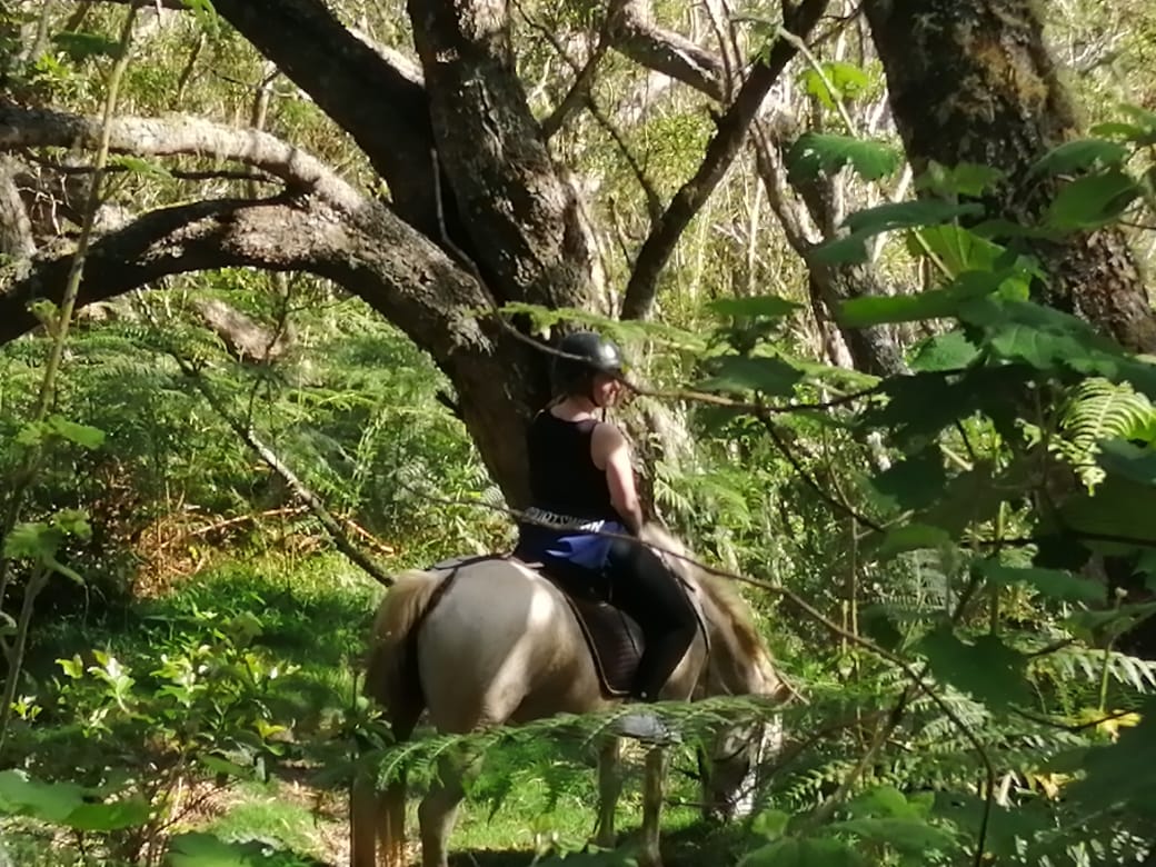 le cavalier se fond dans un tamarin des hauts