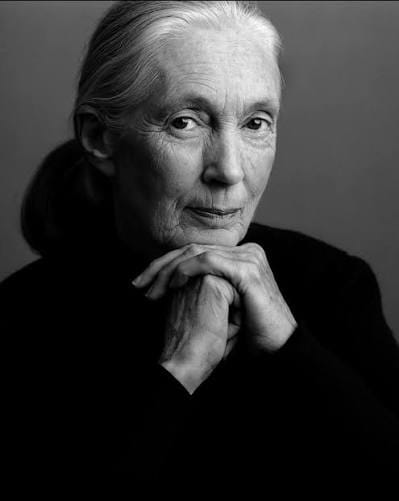 L'éthologue britannique Jane Goodall (3 avril 1934 -1er octobre 2025)