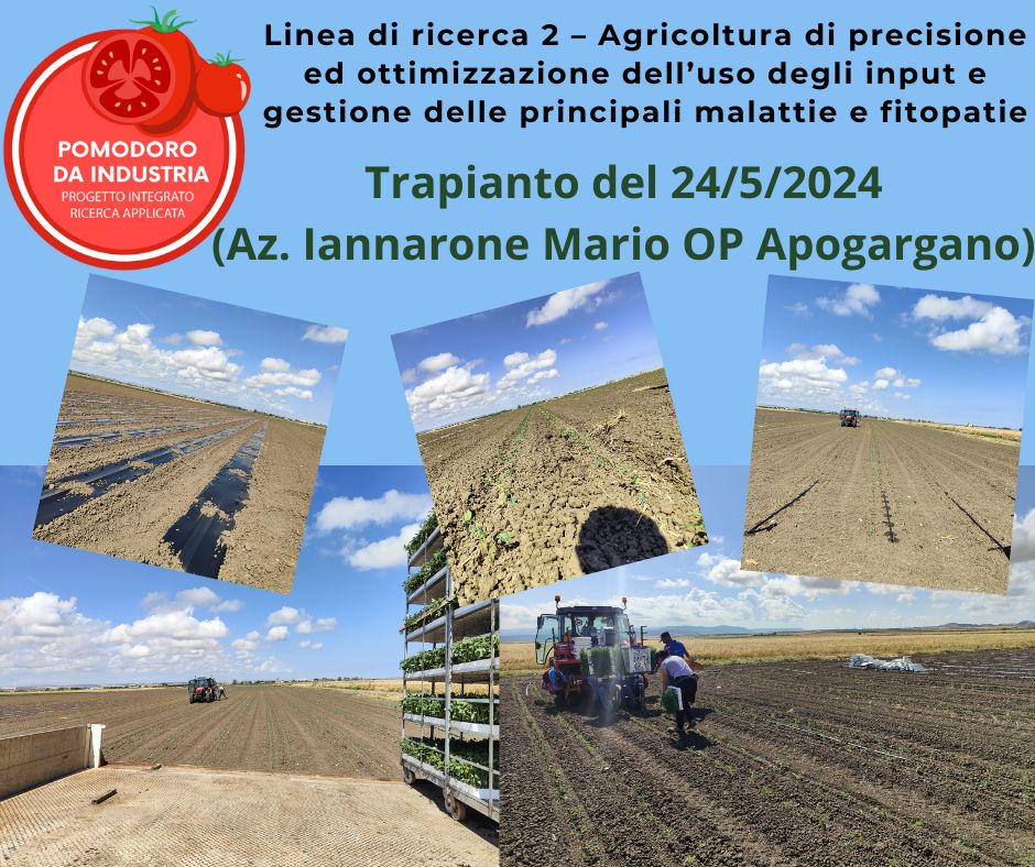 O.P. Apogargano Trapianto presso azienda agricola Iannone Mario