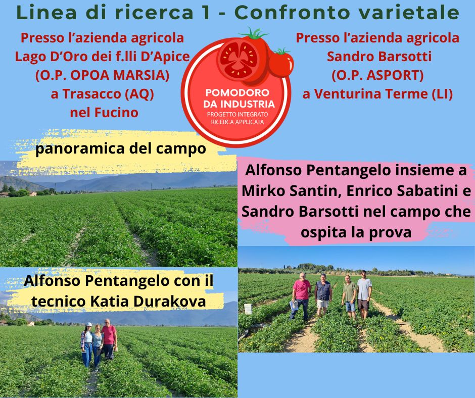 🍅Progetto pomodoro da industria. 🔬Linea di Ricerca 1 - Confronto varietale.
