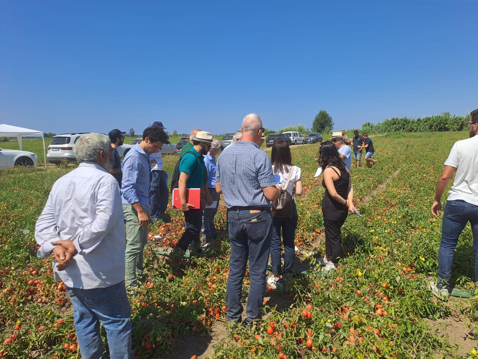 Visita del progetto sul pomodoro.