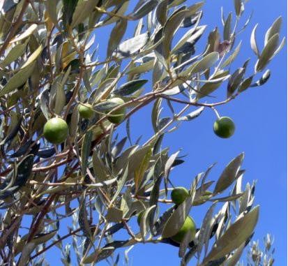 Branche olives vertes - Domaine Chante Coucou - La Bastidonne 84 - Luberon