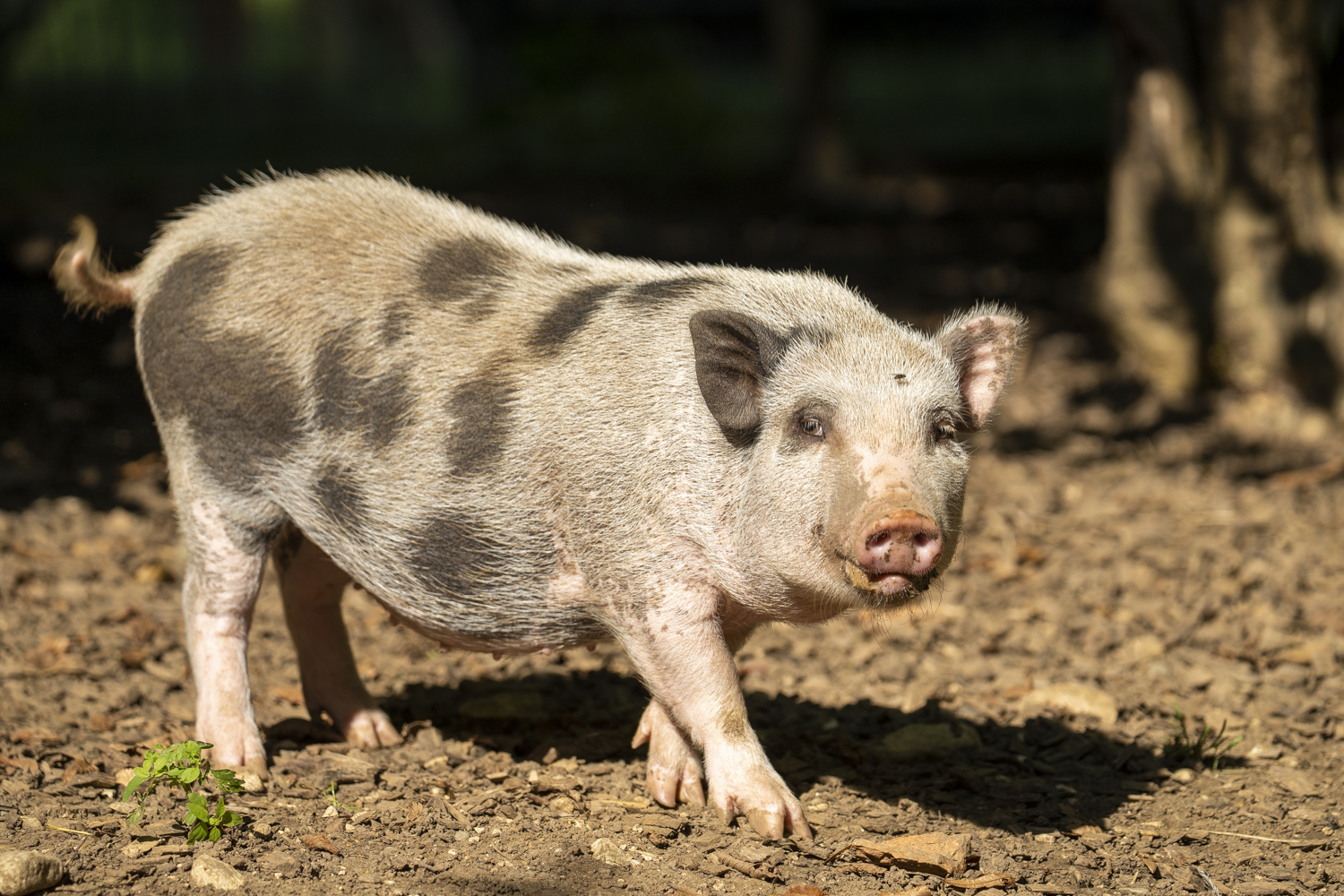 Miss Piggy - das neue Minipig