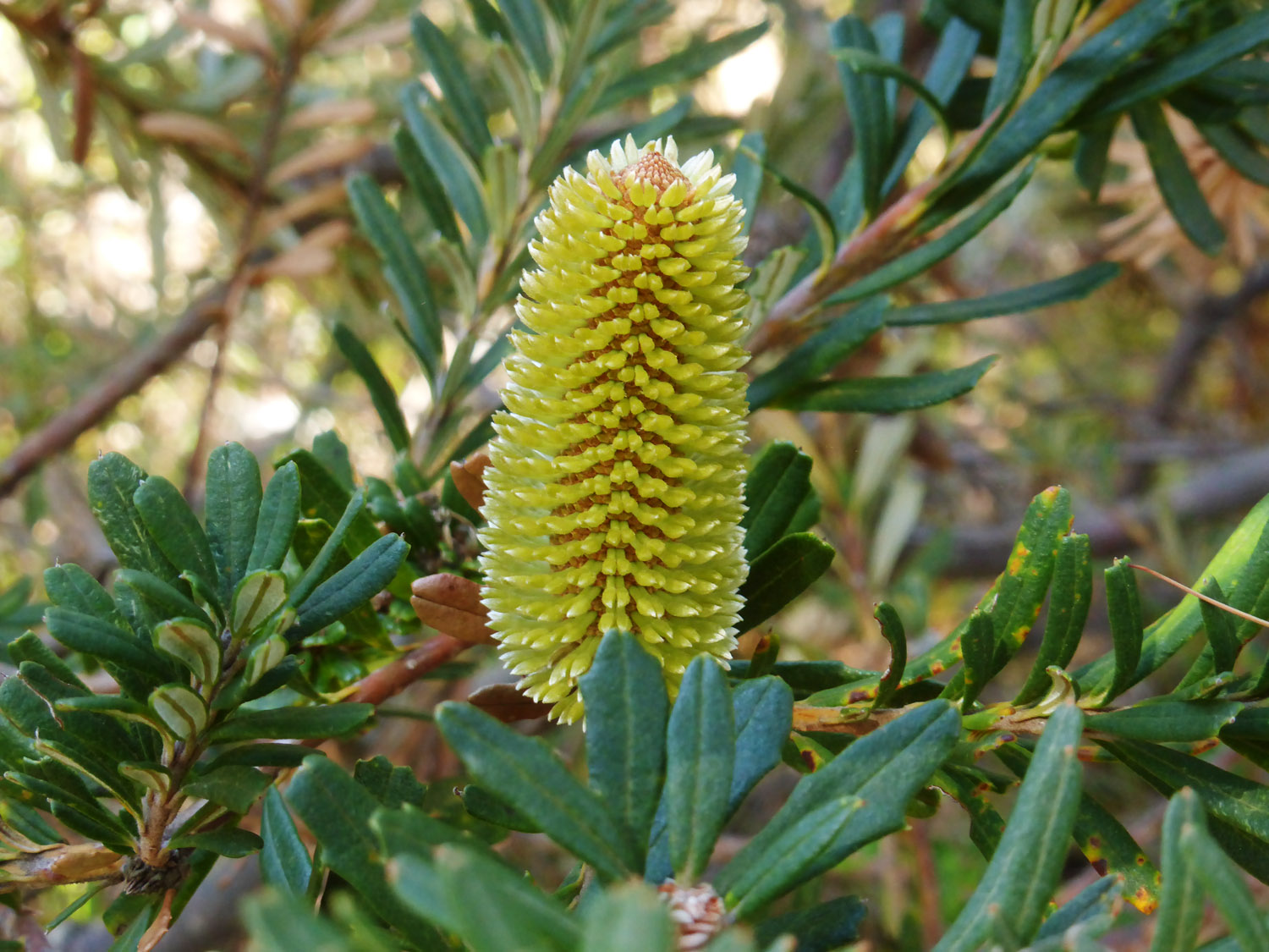 A young banksia flower