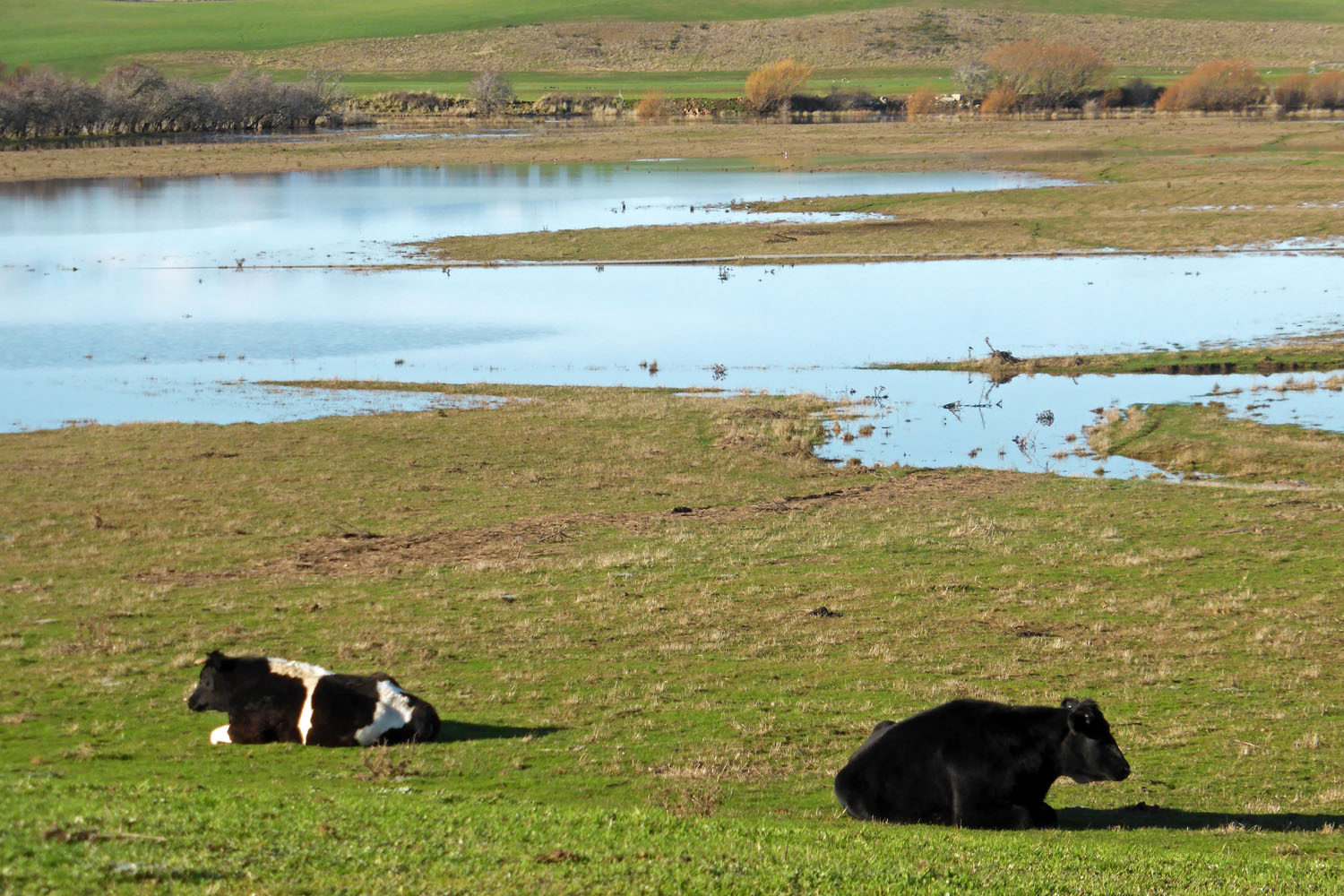 Two steers