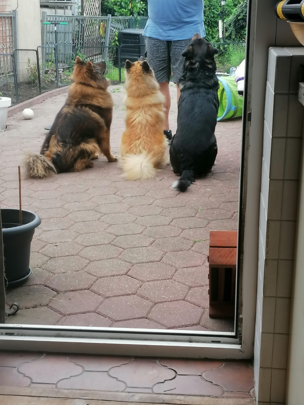 Blia, Peri und Toni