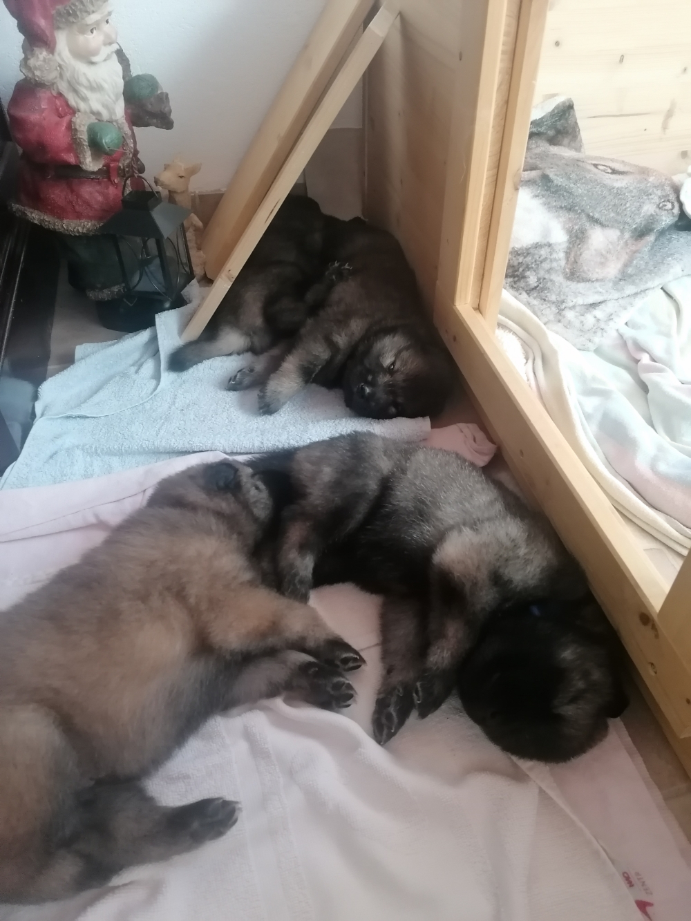 3 Wochen sind die kleinen Racker schon 